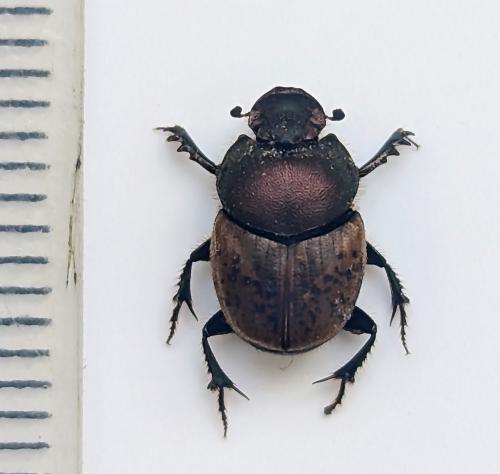 Onthophagus coenobita